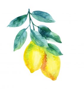 Watercolor lemon fruit branch with leaves isolated on white background. Lemon citrus tree. Lemon branch and slices. Lemon branch with leaves. Hand painted illustration