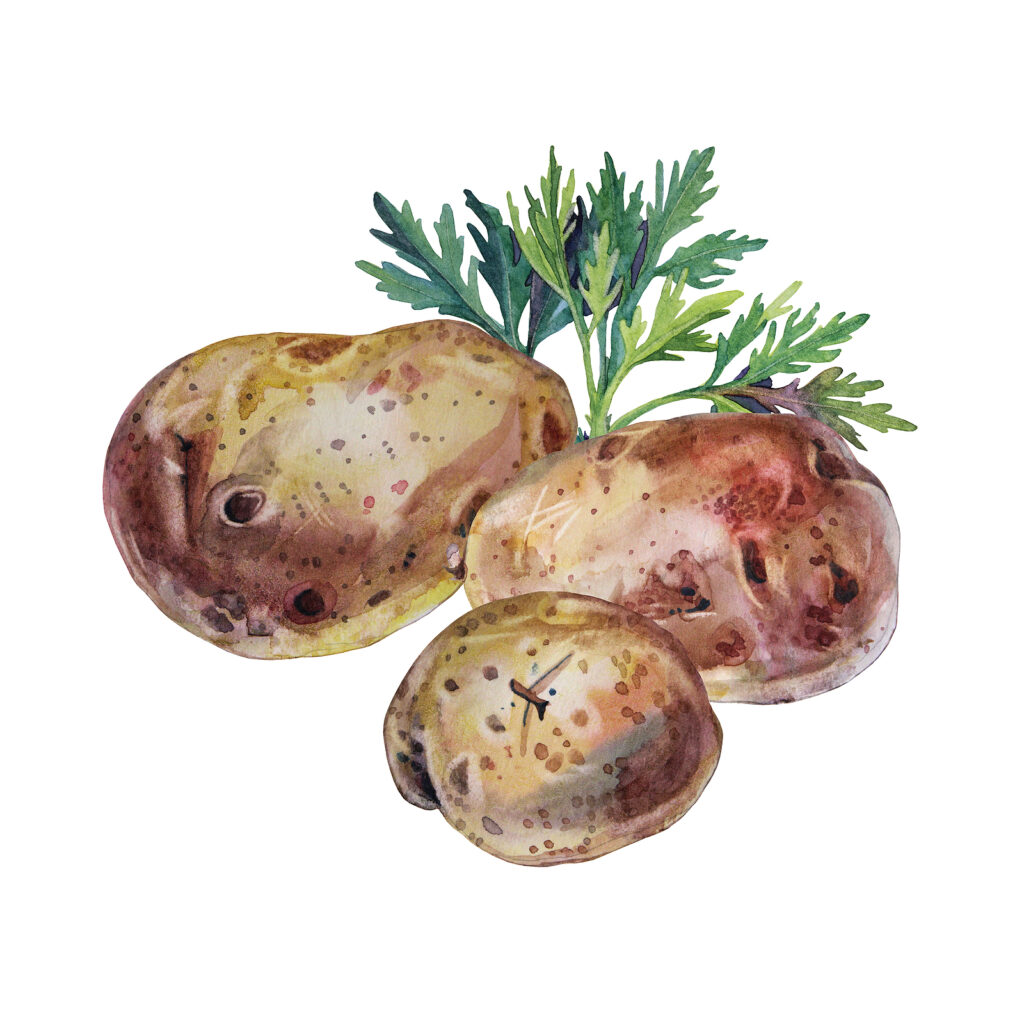 Watercolor of potato