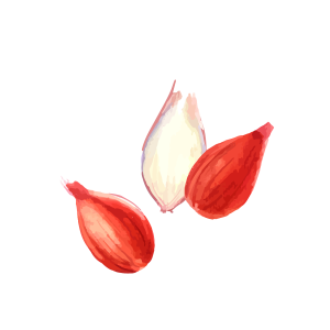 Watercolor painting of two shallots
